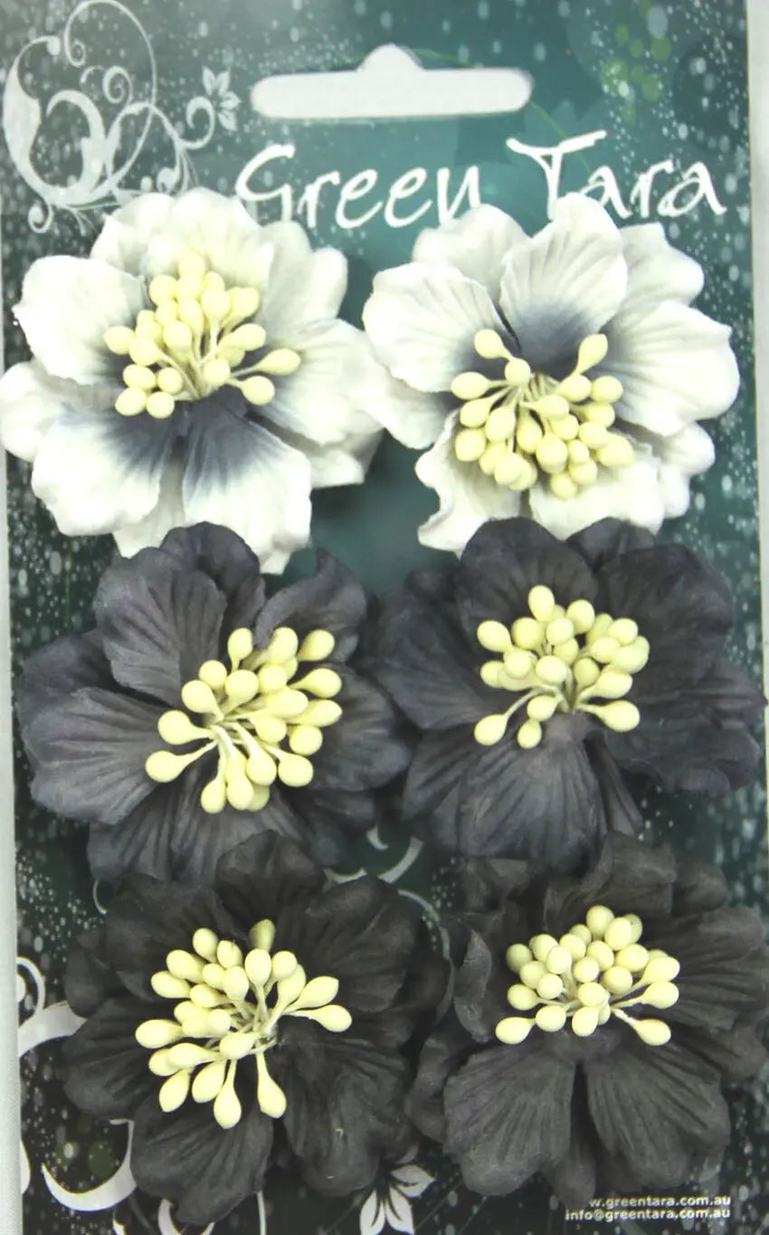 Pack of 6 Azaleas, Black/White Tones